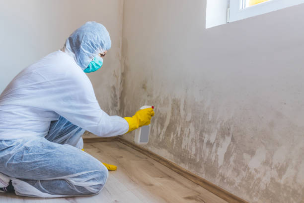 Licensed Black Mold Removal service in Parkhill, PA - WQB Mold Removal
