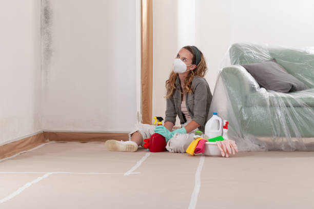 Reliable Black Mold Removal contractor in Parkhill, PA by WQB Mold Removal