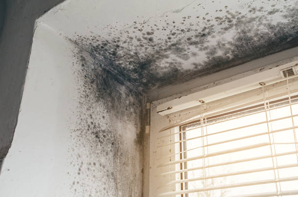Affordable Black Mold Removal solutions in Parkhill, PA