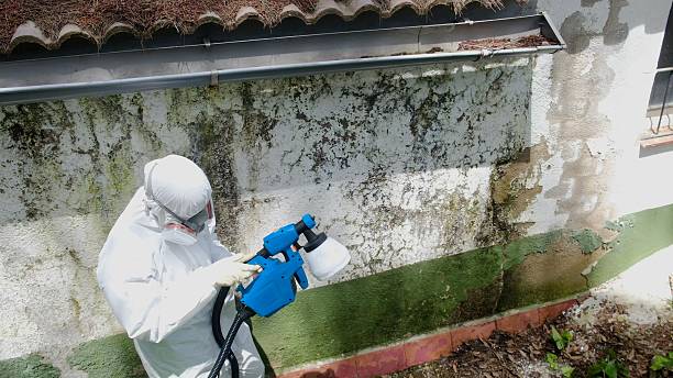 Top rated local Black Mold Removal specialists in Parkhill, PA